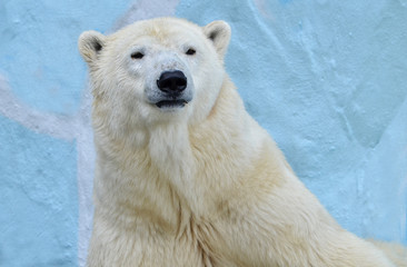 polar bear