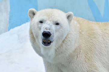 Fototapeta na wymiar polar bear