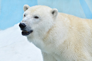 polar bear
