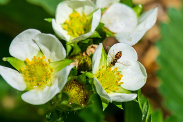 Hoverfly on Strawberry Flowers, Close-up Detail