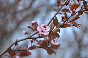 branch of a tree with flowers