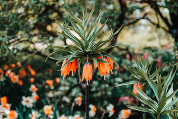 Fritillary Imperial flower in a spring garden.