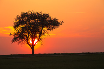 Alone tree on meadow at sunset with sun behind the tree