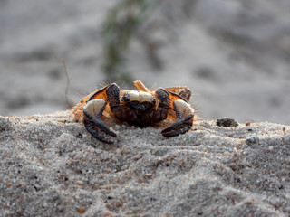 Fototapeta na wymiar Cape Burrower Scorpion (Opistophthalmus capensis)