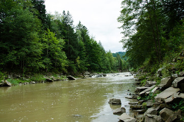 river in the forest