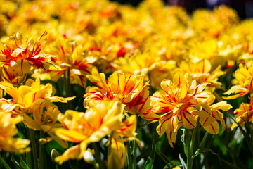 large bright yellow tulips lit by the sun on the background of other flowers.