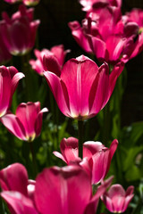 flower bed with large bright lilac tulips lit by the sun