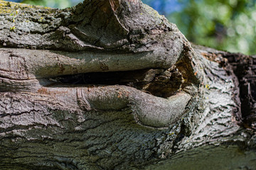 texture of tree bark with grooves and grooves