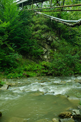 river in forest