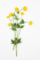 Trollius europaeus ( double buttercup, European globe flower, globeflower, common globeflower )  plant with flowers on a white background