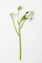 Ornithogalum