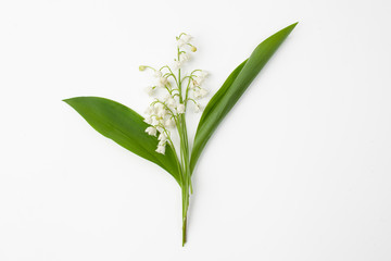 Lily of the valley flowers with green leaves on a white background.