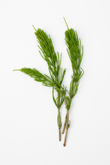 Grass raw horsetail on a white background