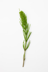 Grass raw horsetail on a white background