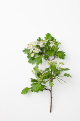 Branch with white Hawthorn flowers on white background
