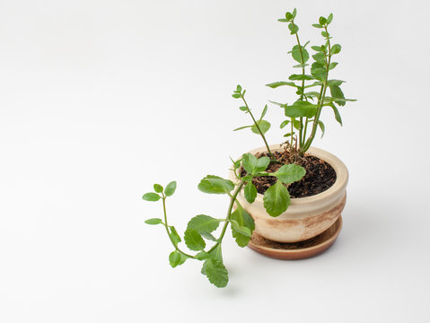 Succulent Kalanchoe Calandiva in a flower pot on a white background