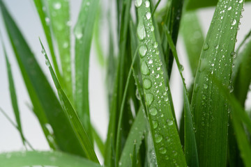 Background image with green wet grass. Copy space text