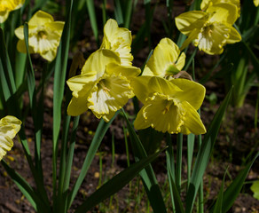 Flowers Daffodils Closeup