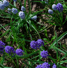 sprigs of purple small flowers lit by the sun on .