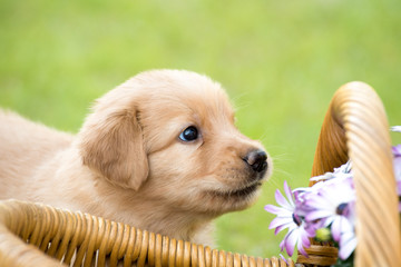 cute puppy dog lover hundewelpen hoverwart blond tierbabys haustier hund vierbeiner welpe wachhund...