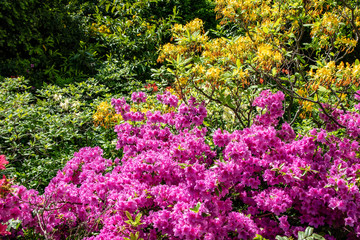 Romantic view of a park landscape in spring with rhododendron in colorful colors