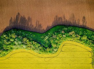 Yellow rapeseed field in bloom at spring