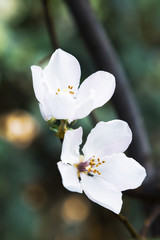 White flowers, yellow pollen on bokeh blurred background.