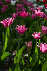 glade covered with many violet pink tulips