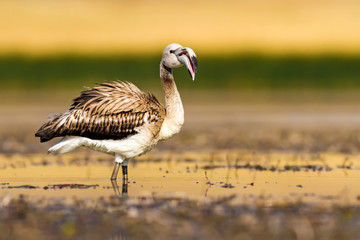Flamingo. Colorful nature background. Bird: Greater Flamingo. Phoenicopterus roseus.