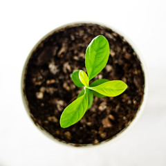 Escape of a lemon tree in a white flowerpot with a blurred background. Sprout in the ground, top view