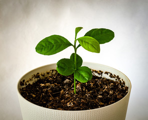 Young lemon tree with succulent green leaves in a flower pot on a white background. Frontal shot