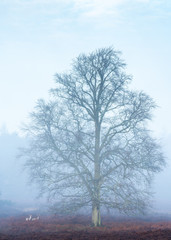 tree in winter