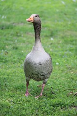 Goose in the portrait