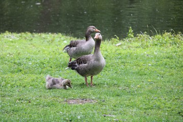 Goose parents with a chick on the grass