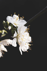 White spring flowers on black background