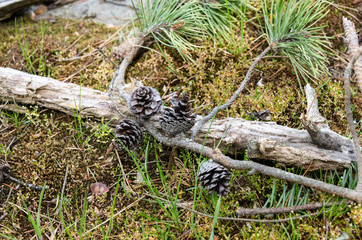 Branch with pine cones and needles on forest floor