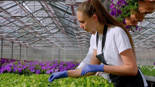 A young man and woman in white coats and black aprons, scientists, biologists or agronomists examine and analyze flowers and green plants in the greenhouse. Selection and care of plants.