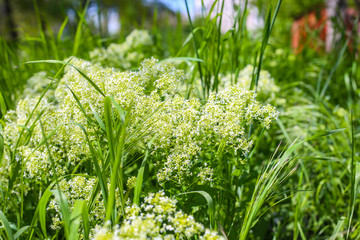 White Galium Verum. Honey grass