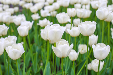 Fresh colorful white tulips in warm sunlight