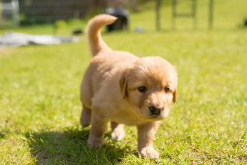 cute puppy dog lover hundewelpen hoverwart blond tierbabys haustier hund vierbeiner welpe wachhund familienhund kind pfoten tapsig outdoor tierportrait