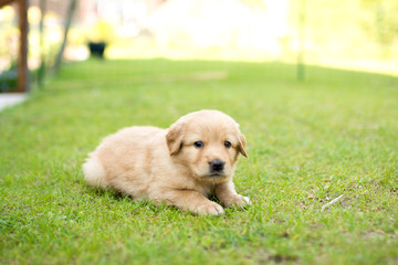 cute puppy dog lover hundewelpen hoverwart blond tierbabys haustier hund vierbeiner welpe wachhund...