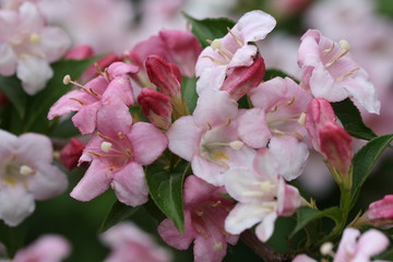 Weigelie Bl&uuml;ten