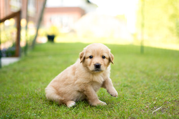 cute puppy dog lover hundewelpen hoverwart blond tierbabys haustier hund vierbeiner welpe wachhund...