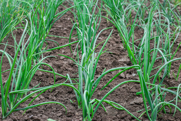 Farmer's Field Green Onions. Agriculture Food Grower