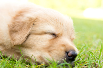 cute puppy dog lover hundewelpen hoverwart blond tierbabys haustier hund vierbeiner welpe wachhund...