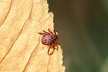 A dangerous parasite and infection carrier mite