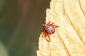 A dangerous parasite and infection carrier mite