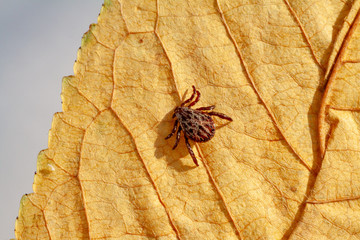 A dangerous parasite and infection carrier mite
