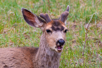 Naklejka na ściany i meble Springtime Buck Mule Deer