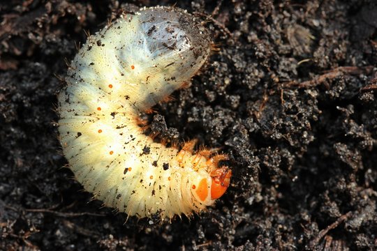 Larve eines Rosenk&auml;fers
